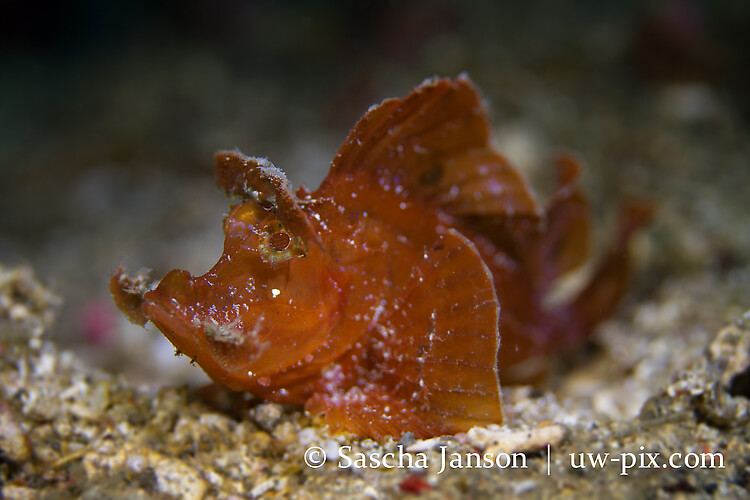 Paddle flap scorpionfish (Rhinopias eschmeyeri) Lembeh Strait Indonesia 2013