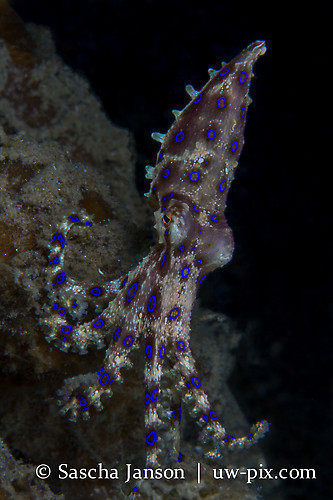 Blue-ringed Octopus (Hapalochlaena sp.) Lembeh Strait Indonesia 2013