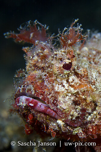 Humpback Scorpionfish (Scorpaenopsis diabolus) Lembeh Strait Indonesia 2013