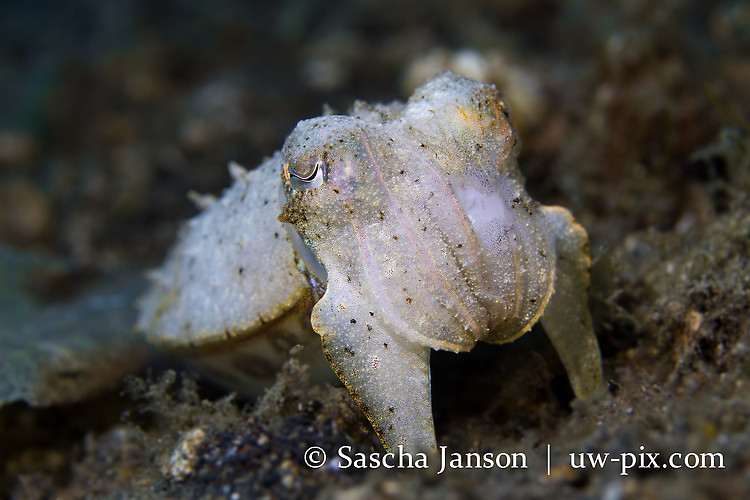 Needle Cuttlefish (Sepia aculeata) Lembeh Strait Indonesia 2013