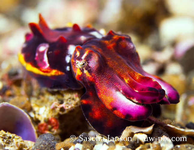 Juvenile Flamboyant Cuttlefish (Metasepia Pfefferi) Lembeh Strait Indonesia 2013