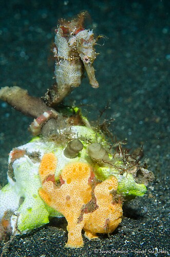 Painted Frogfish & Common Seahorse,  Lembeh Strait, Indonesia, July 2013