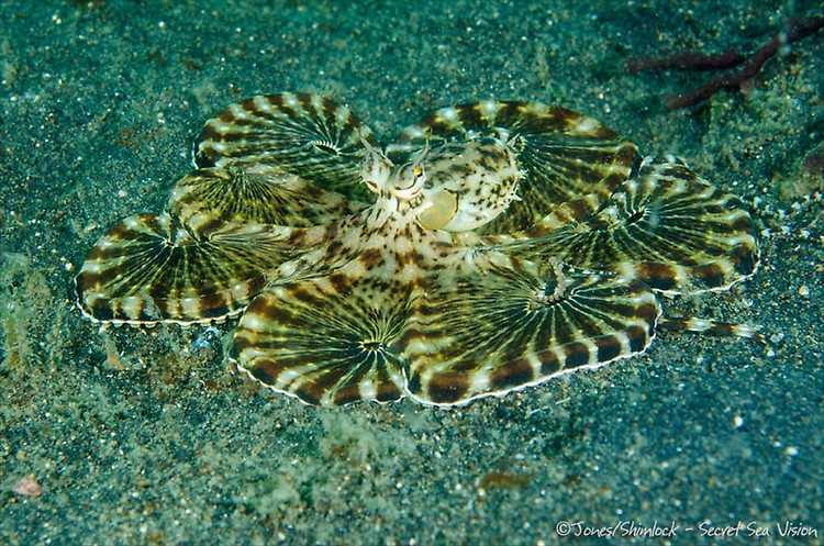 Mimic Octopus (Thaumoctopus mimicus),  Lembeh Strait, Indonesia, July2013