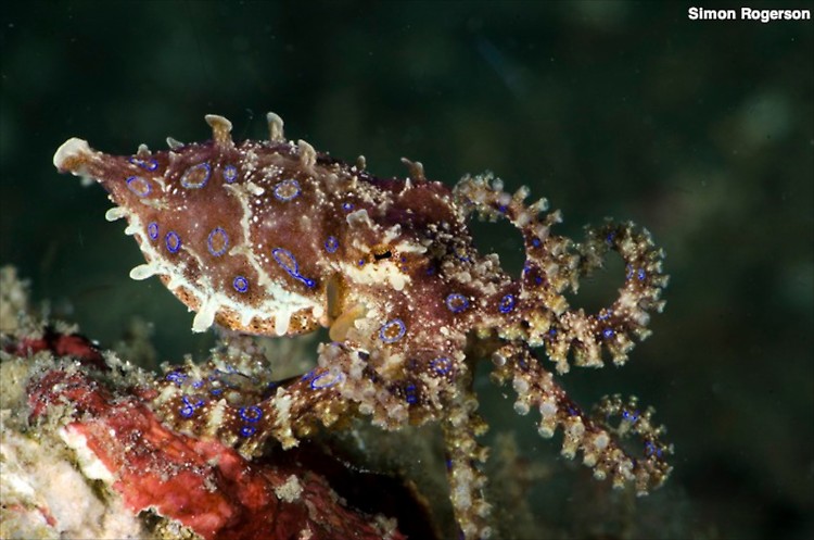 Blue ringed octopus, Hapalocaena maculosa, Lembeh Strait Indonesia March 2014