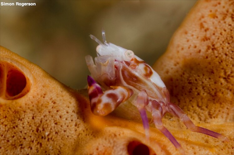 Three-lobbed Porcelain Crab, Porcellanella triloba, Lembeh Strait Indonesia March 2014