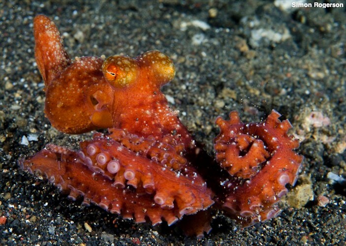 Starry Night (Callistoctopus luteus) Lembeh Strait Indonesia, March 2014