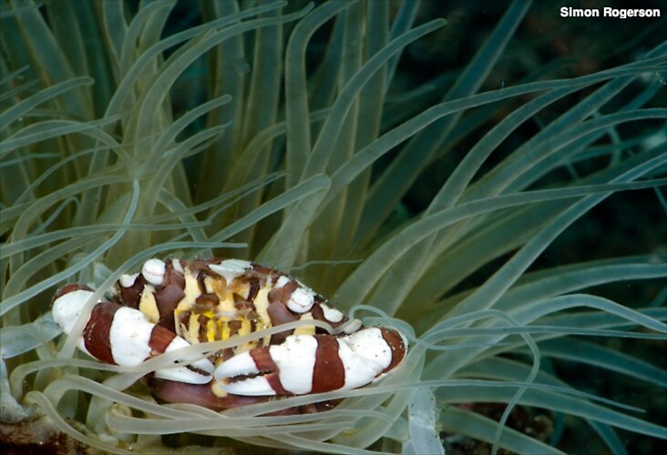 Harlequin Crab (Lissocarcinus laevis) Lembeh Strait Indonesia, March 2014
