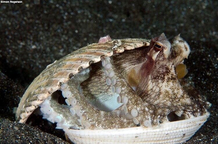Coconut Octopus (Octopus marginatus) Lembeh Strait Indonesia, March 2014