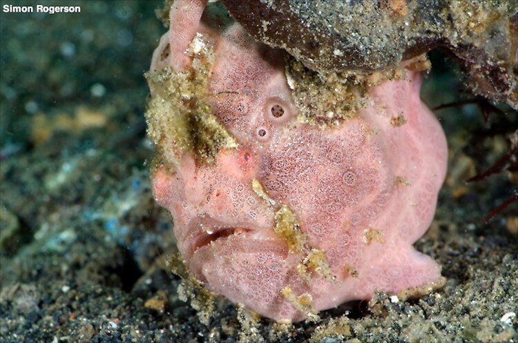 Painted Frogfish (Antennarius pictus) Lembeh Strait Indonesia, March 2014