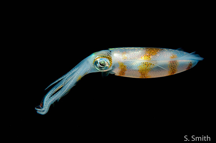 Bigfin reef squid, Sepioteuthis lessoniana, Lembeh Strait Indonesia October 2014