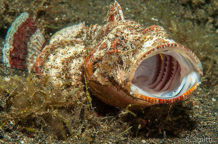 Humpback scorpionfish, Scorpaenopsis diabolus, Lembeh Strait Indonesia October 2014