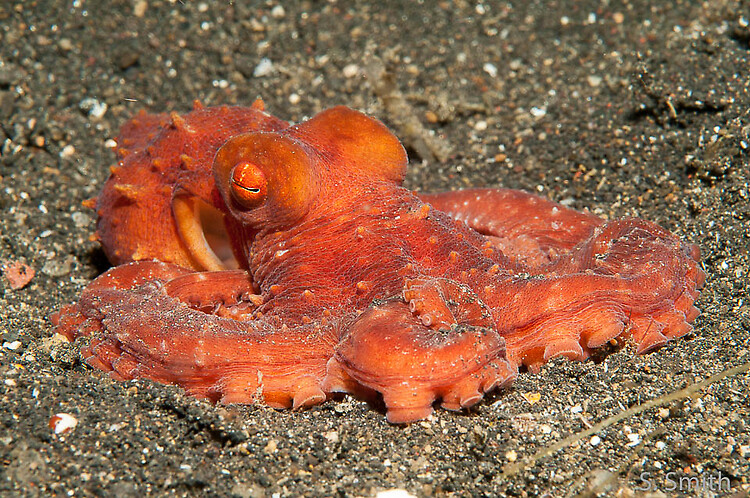 Starry night octopus, Callistoctopus Luteus, Lembeh Strait Indonesia October 2014