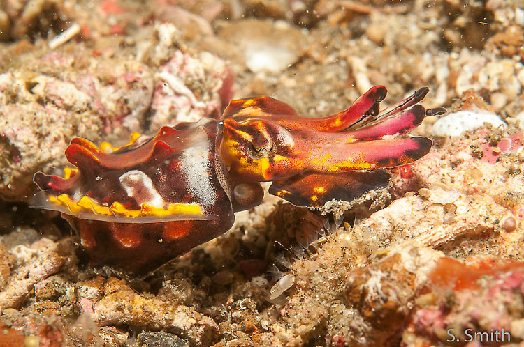 flamboyant cuttlefish, Metasepia pfefferi, Lembeh Strait Indonesia October 2014