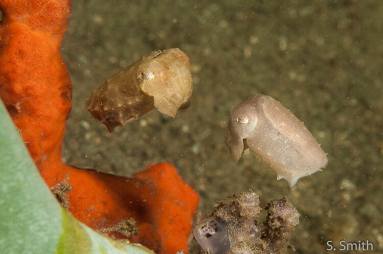 Juvenile Broadclub cuttlefish, Sepia latimanus, Lembeh Strait Indonesia October 2014