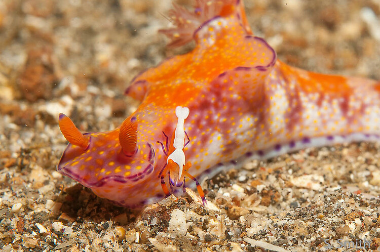Emperor shrimp ( Periclimenes imperator ) on Ceratosoma tenue Lembeh Strait Indonesia October 2014