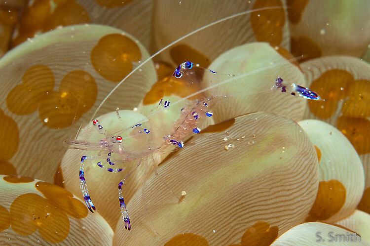 Sarasvati anemone shrimp, Periclimenes sarasvati, Lembeh Strait Indonesia October 2014