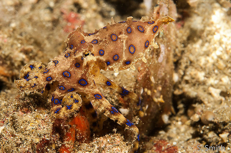 Blue-ringed octopus, Hapalochlaena maculosa, Lembeh Strait Indonesia October 2014