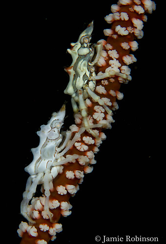 Tuberculatus Xeno Crab, Xenocarcinus tuberculatus, Lembeh Strait Indonesia, March 2015