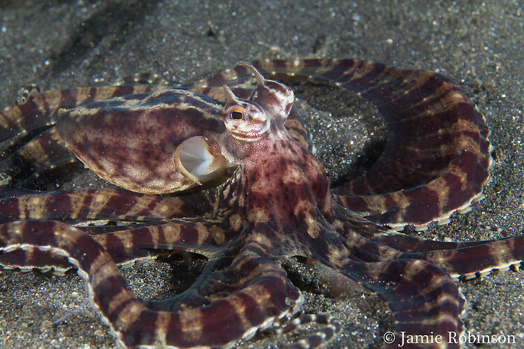 Mimic octopus, Thaumoctopus mimicus, Lembeh Strait Indonesia March 2015