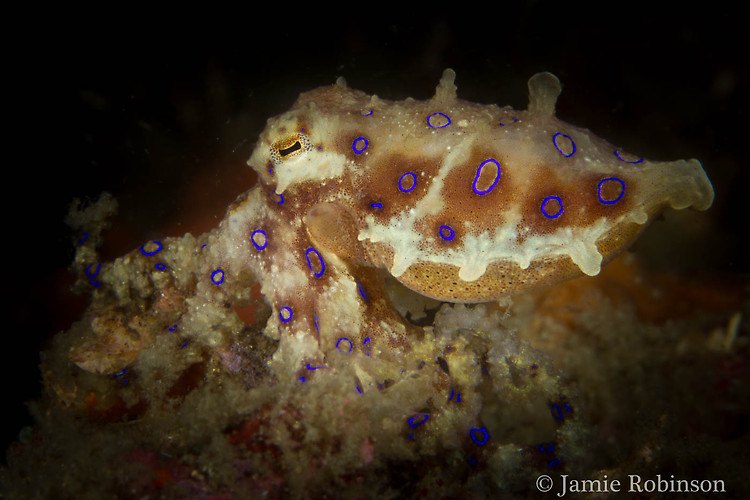 Blue-ringed octopus, Hapalochlaena sp., Lembeh Strait Indonesia, March 2015