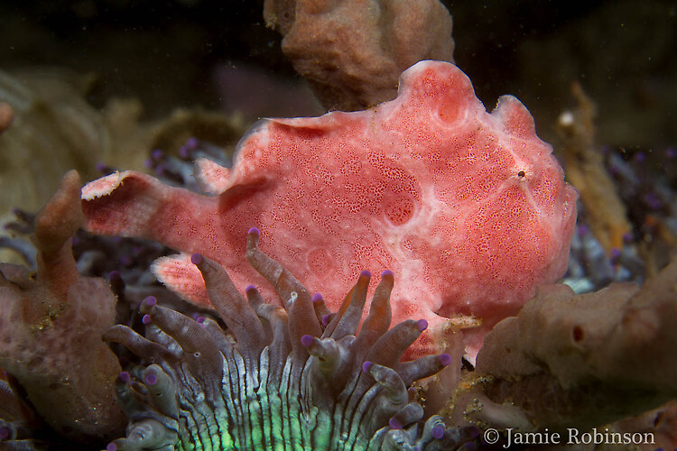 Juvenile Giant Frogfish, Antennarius Commersonii, Lembeh Strait Indonesia, March 2015