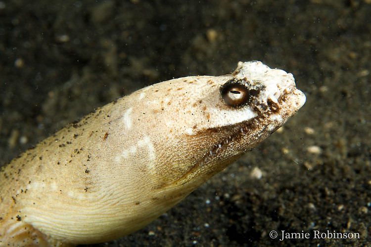 Crocodile snake eel (Brachysomophis crocodilinus), Lembeh Strait Indonesia, March 2015