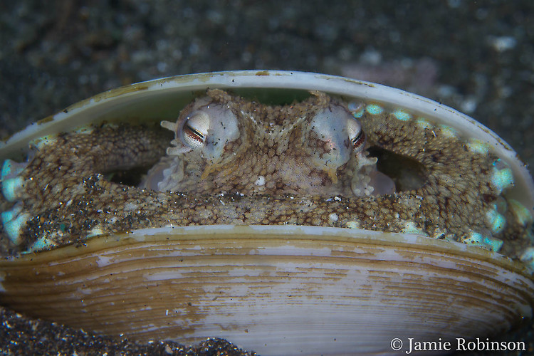 Coconut octopus, Amphioctopus marginatus, Lembeh Strait Indonesia, March 2015