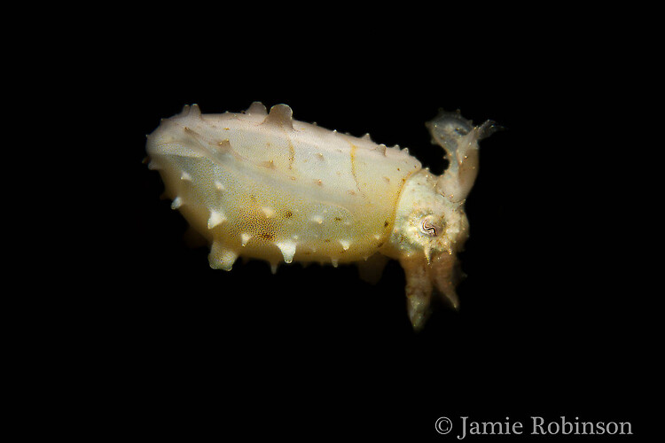 Pygmy Cuttlefish, Sepia bandensis, Lembeh Strait Indonesia March 2015