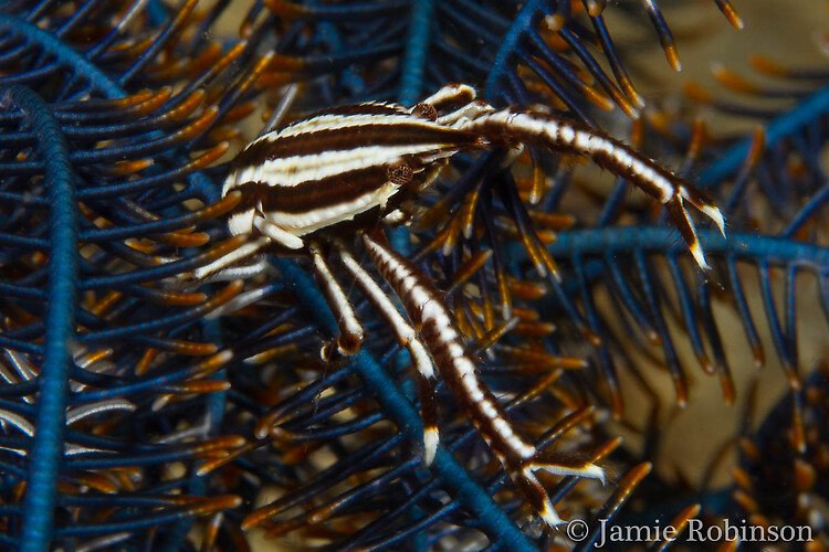 Elegant Crinoid squat lobster, Allogalathea elegans, Lembeh Strait Indonesia, March 2015
