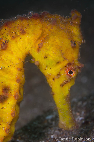 Common seahorse, Hippocampus kuda, Lembeh Strait Indonesia, March 2015
