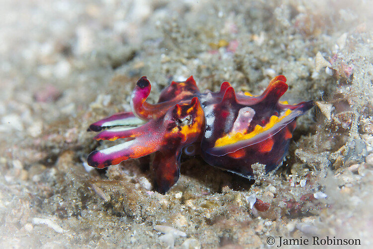 Juvenile Flamboyant Cuttlefish, Metasepia pfefferi, Lembeh Strait Indonesia, March 2015