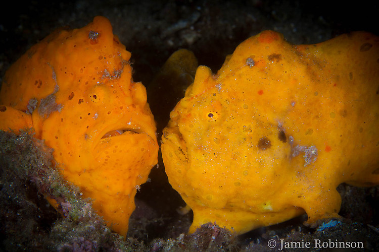 Painted Frogfish, Antennarius pictus, Lembeh Strait Indonesia, March 2015