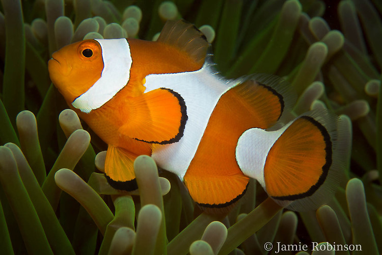 Western Clownfish, Amphiprion ocellaris, Lembeh Strait Indonesia, March 2015
