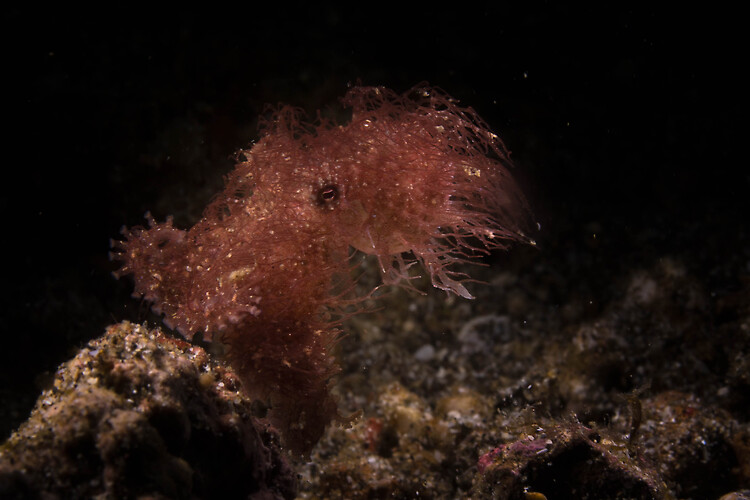 Hairy octopus, Octopus sp. Lembeh Strait Indonesia January 2015