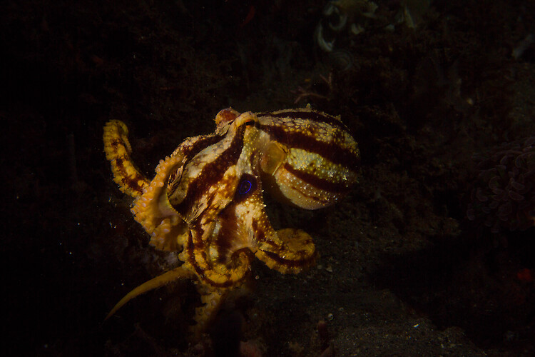 Mototi octopus, Octopus mototi, Lembeh Strait Indonesia, January 2015