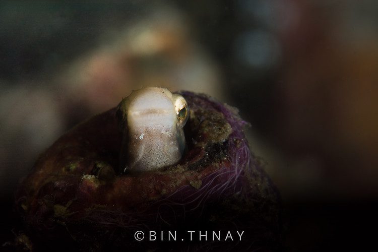 Striped fang blenny (Meiacanthus grammistes), Lembeh Strait Indonesia May 2017