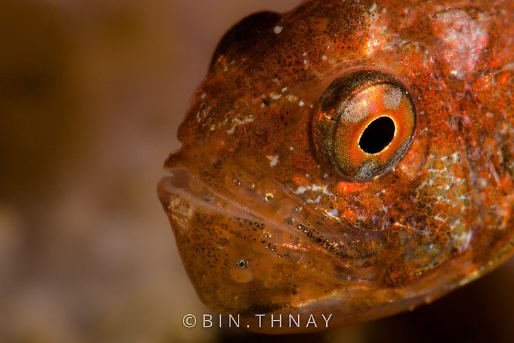 Cardinal fish with eggs, Lembeh Strait Indonesia May 2017