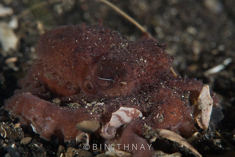 Wolf's pygmy octopus (Octopus wolfi), Lembeh Strait Indonesia May 2017