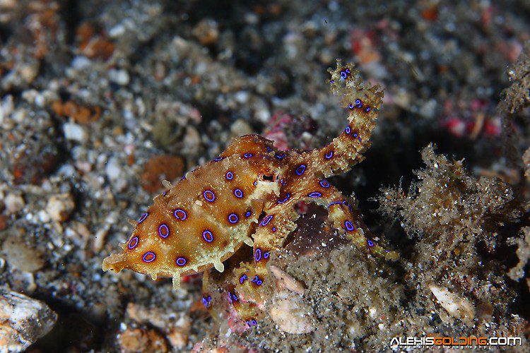Blue-ringed Octopus(Hapalochlaena sp.),Lembeh Strait Indonesia October 2013