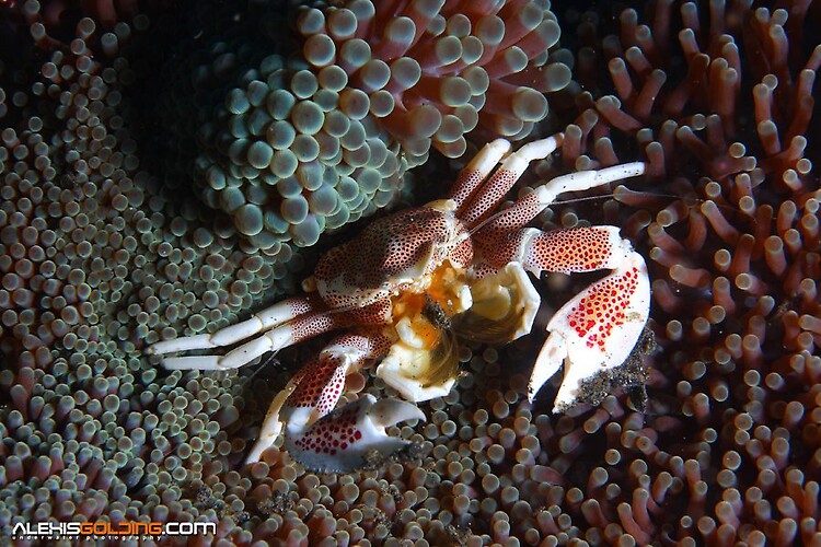 Porcelain Crab (Neopetrolisthes maculatus) Lembeh Strait Indonesia October 2013