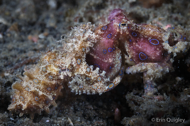 Blue Ringend Octopus Mating (Hapalochlaena spp.)