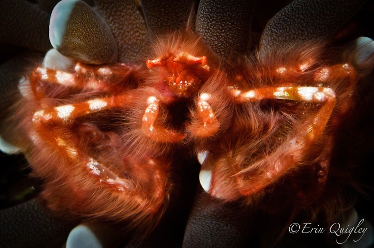 Orangutan Crab (Achaeus japonicus)