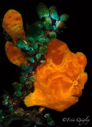 Painted Frogfish ( antennarius pictus) 