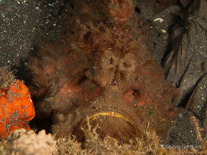Estuarine stonefish, Synanceia horrida, Lembeh Strait Indonesia March 2015