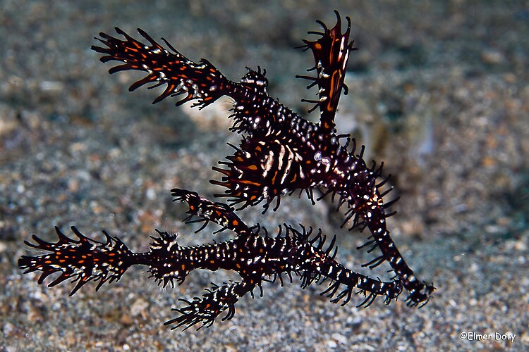 Ornate Ghost Pipe Fish, Solenostomus paradoxes, Lembeh Strait Indonesia February 2013
