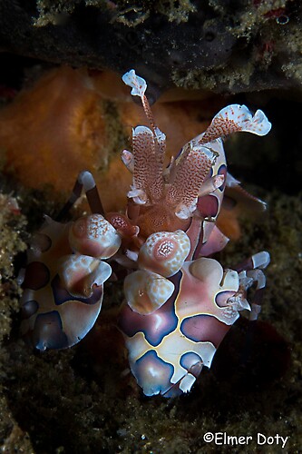 Harlequin shrimp, Hymenocera picta, Lembeh Strait Indonesia February 2013