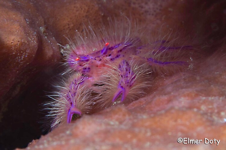 Hairy squat lobster, Lauriea siagiani, Lembeh Strait Indonesia, February 2013