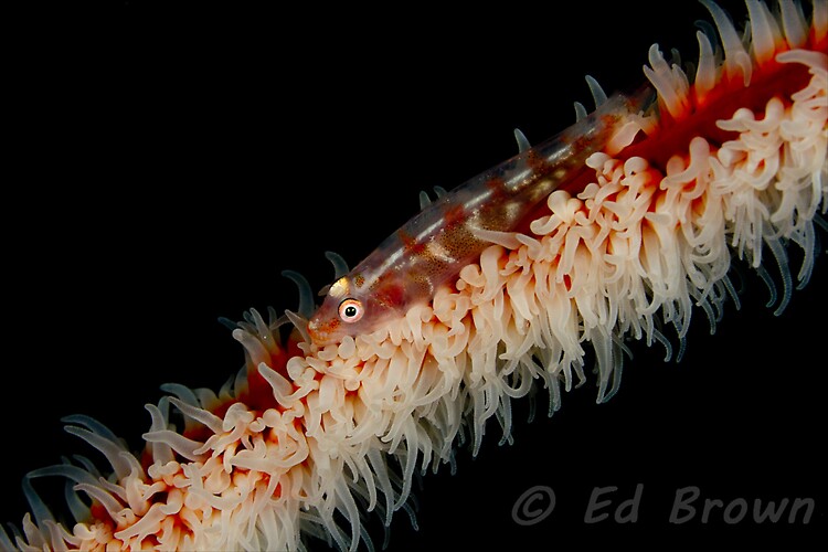 Critters from Lembeh Strait, North Sulawesi, Indonesia