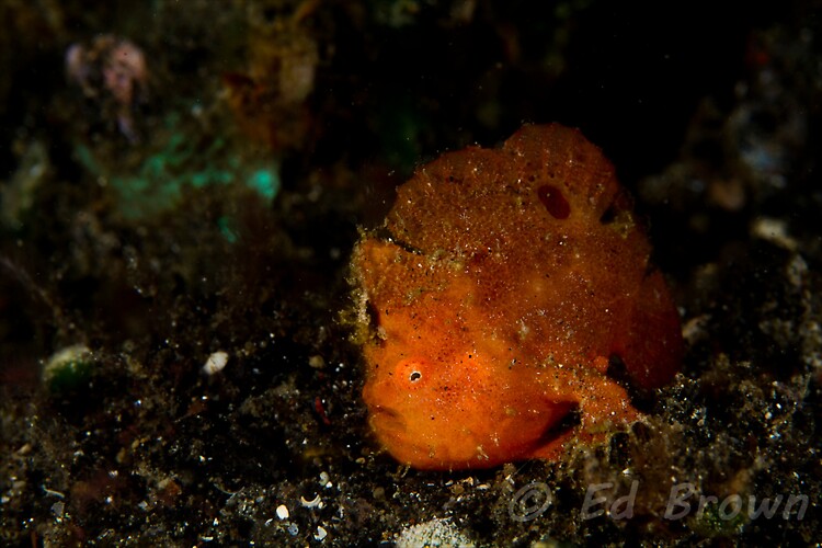 Critters from Lembeh Strait, North Sulawesi, Indonesia