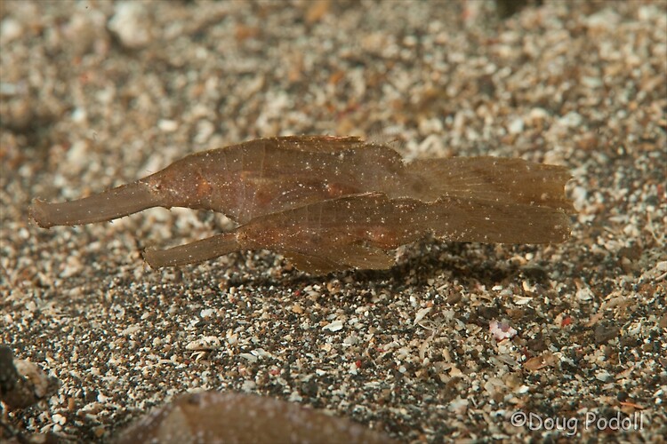 Robust ghost pipefish, Solenostomus cyanopterus, Lembeh Strait Indonesia February 2013